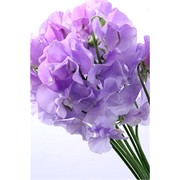 image фото Lathyrus Lavender  - латирус оптом купить цветы и растения из Голландии, Германии, Италии, Испании, Дании, Эквадора, Колумбии, Азии, Африки, Израиля, Китая, Тайланда, Тайваня с доставкой по Украине в: Киев, Львов, Черкассы, Кировоград, Полтава, Ровно, Днепропетровск, Запорожье, Харьков, Кривой Рог, Днепр, Одесса, Николаев, Херсон, Умань, Кропивницкий